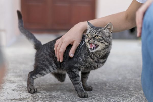 cat-being-pet-by-someone-outside