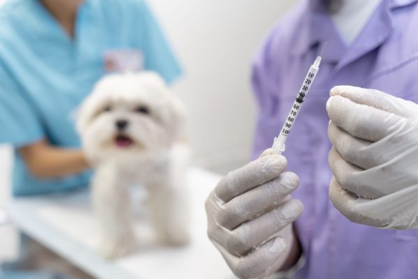 close-up-veterinarian-taking-care-pet